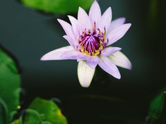 -国家植物园