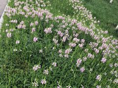 -天津东丽湖风景区