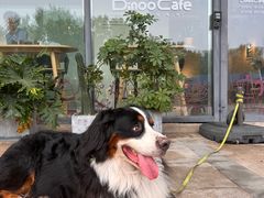 -Dinoo 片场咖啡(酒仙桥店)