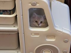 -猫十亿·布偶金渐层·曼基康矮脚猫舍(青年路店)