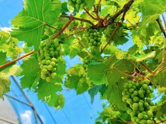 -马陆小张葡萄园农家乐