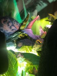 -恐龙探索乐园(磁器口店)