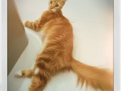 -糯米喵星人·撸猫猫舍咖啡馆(西市场嘉华店)