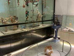 -momokira米努特·德文卷毛猫·棉花面纱犬
