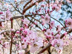 -桃花堤公园