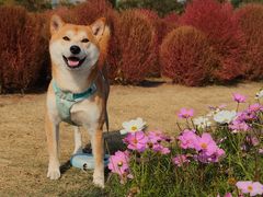 -花开海上生态园