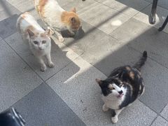 -京北渔家傲
