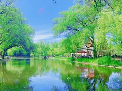 -上海共青森林公园