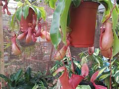 -秦美花卉(天朗·莱茵小城2期店)