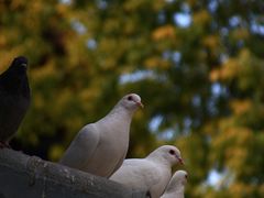 -西安大兴善寺