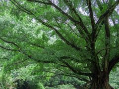 -广州市石门国家森林公园