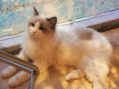 -藏猫猫咖啡主题馆(中央大道店)