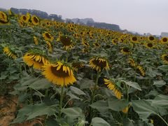 -光明小镇欢乐田园