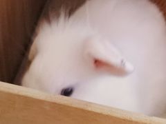 -猫猫幼稚园·撸猫·桌游·电玩