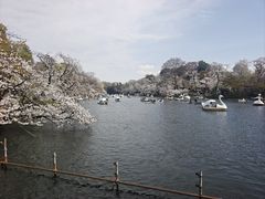 -井之头恩赐公园
