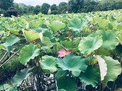 -贵阳市花溪国家城市湿地公园