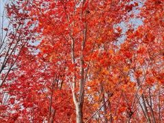 -羊亭河湿地公园