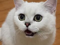 -东方名猫馆·英短金渐层布偶猫舍(环线广场1号楼店)