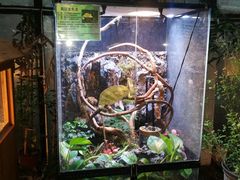 -上海大自然野生昆虫馆(东方明珠·爬宠昆虫探索中心)