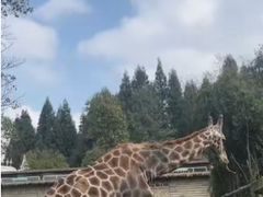 -贵州森林野生动物园