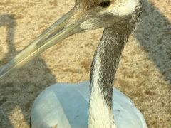 -盐城丹顶鹤湿地生态旅游区