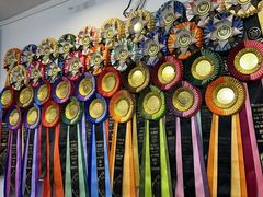 -青奢宠物·青奢猫舍