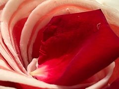 -百草滩羊清水涮羊肉·清真·宁夏盐池滩羊(莲花桥店)