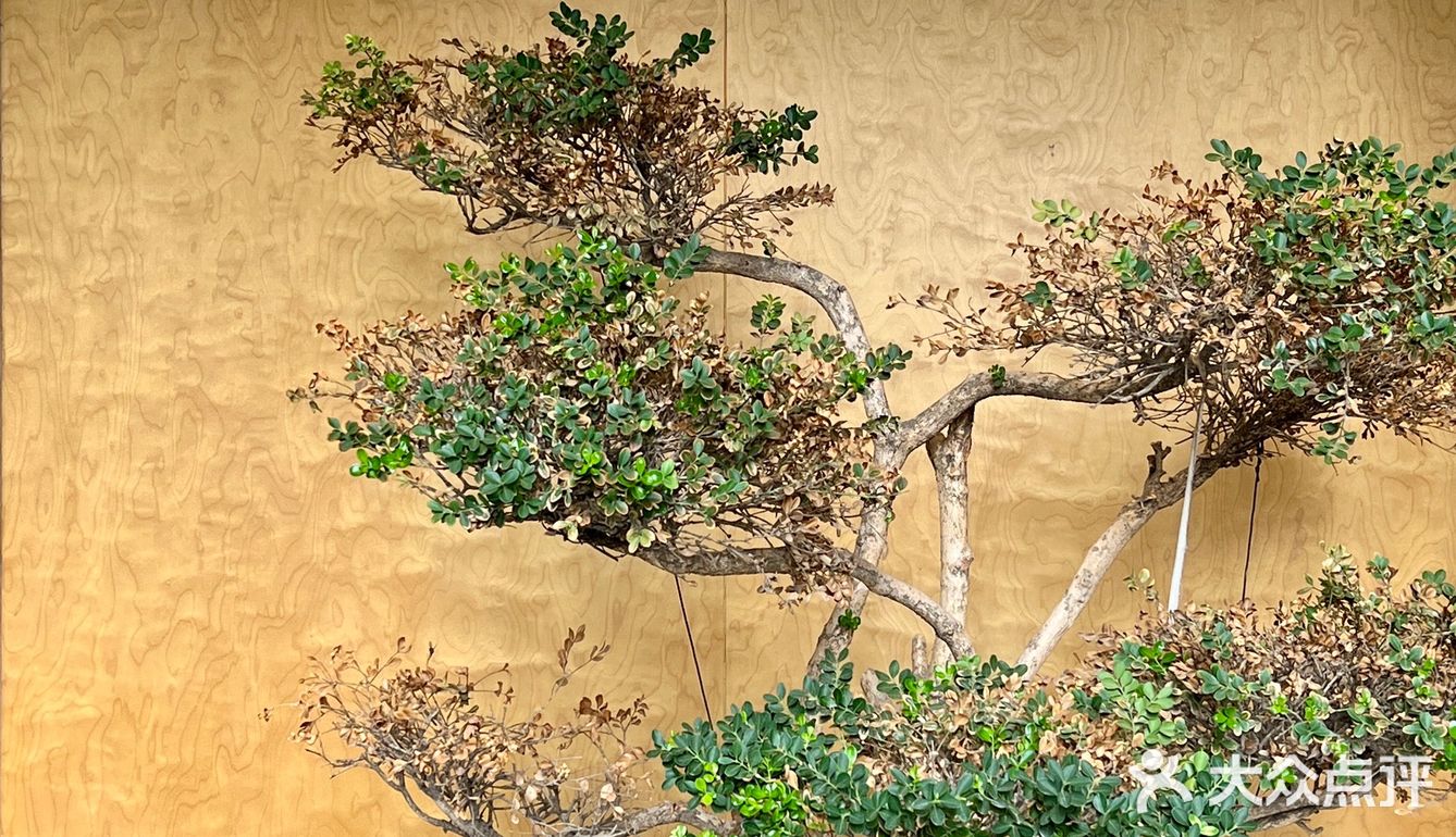 南京探店｜POINT观点｜新国风中式下午茶🫖