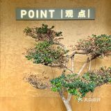 南京探店｜POINT观点｜新国风中式下午茶🫖
