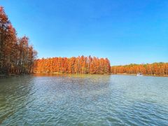 -上海海湾国家森林公园