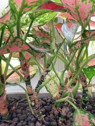 -变画·发型STUDIO