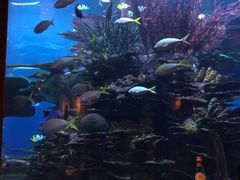 -迪拜帆船酒店海底餐厅