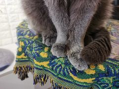 -平行世界·猫咖(首经贸店)