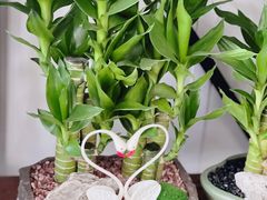 -万卉源鲜花店(百尚生活广场店)