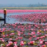 绝美秘境 万亩睡莲 绽放梦幻地平线