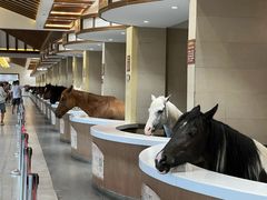 -中国马镇舞马世界主题乐园