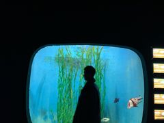 -江和美海洋公园
