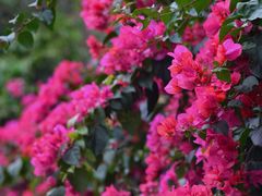 -深圳国际园林花卉博览园