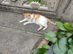 -韬光茶庵