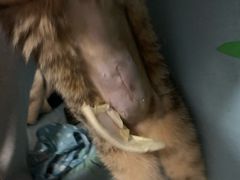 -达爱动物医院·犬猫分区·CT·复杂眼科(远洋山水分院)