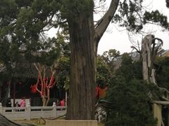 -司徒庙