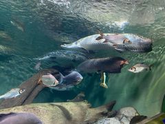 -上海海洋水族馆