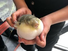 -肆月河豚·新淮扬(金融街店)