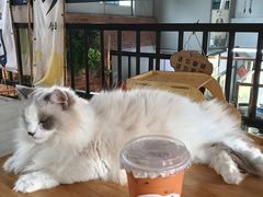 -豆逗聊愈猫阁Easy Life