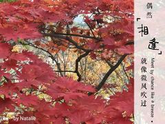 -龙道沟景区