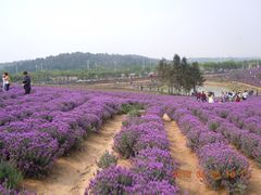 -大塘金香草谷