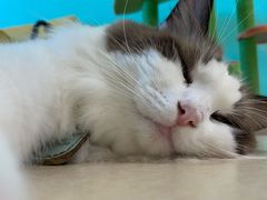 -猫在这儿猫咪咖啡馆·撸猫馆