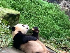-都江堰中华大熊猫苑