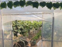 -马陆小张葡萄园农家乐