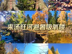 -汤旺河林海奇石景区